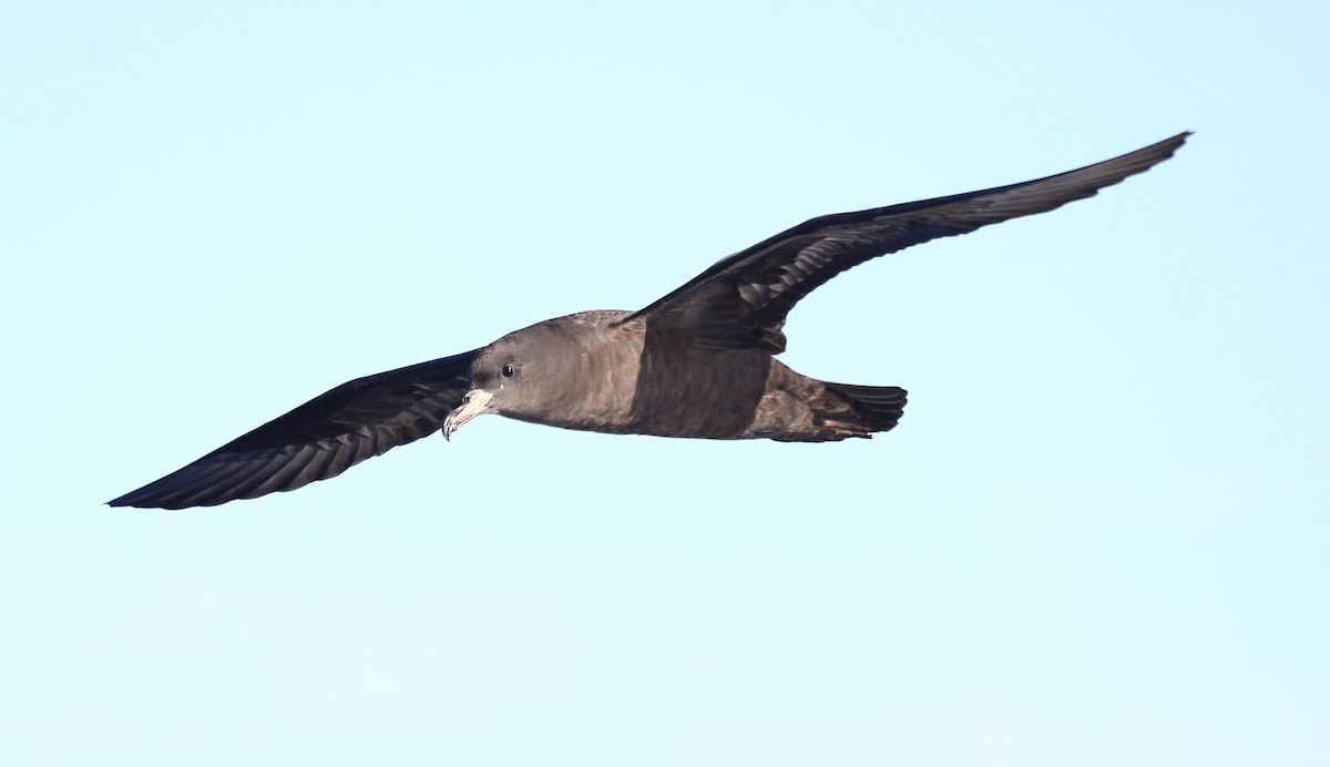 Flesh-footed Shearwater - ML373193041
