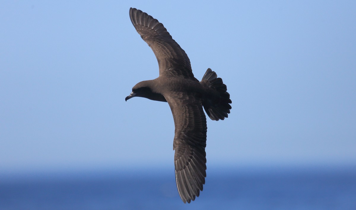 Flesh-footed Shearwater - ML373193111