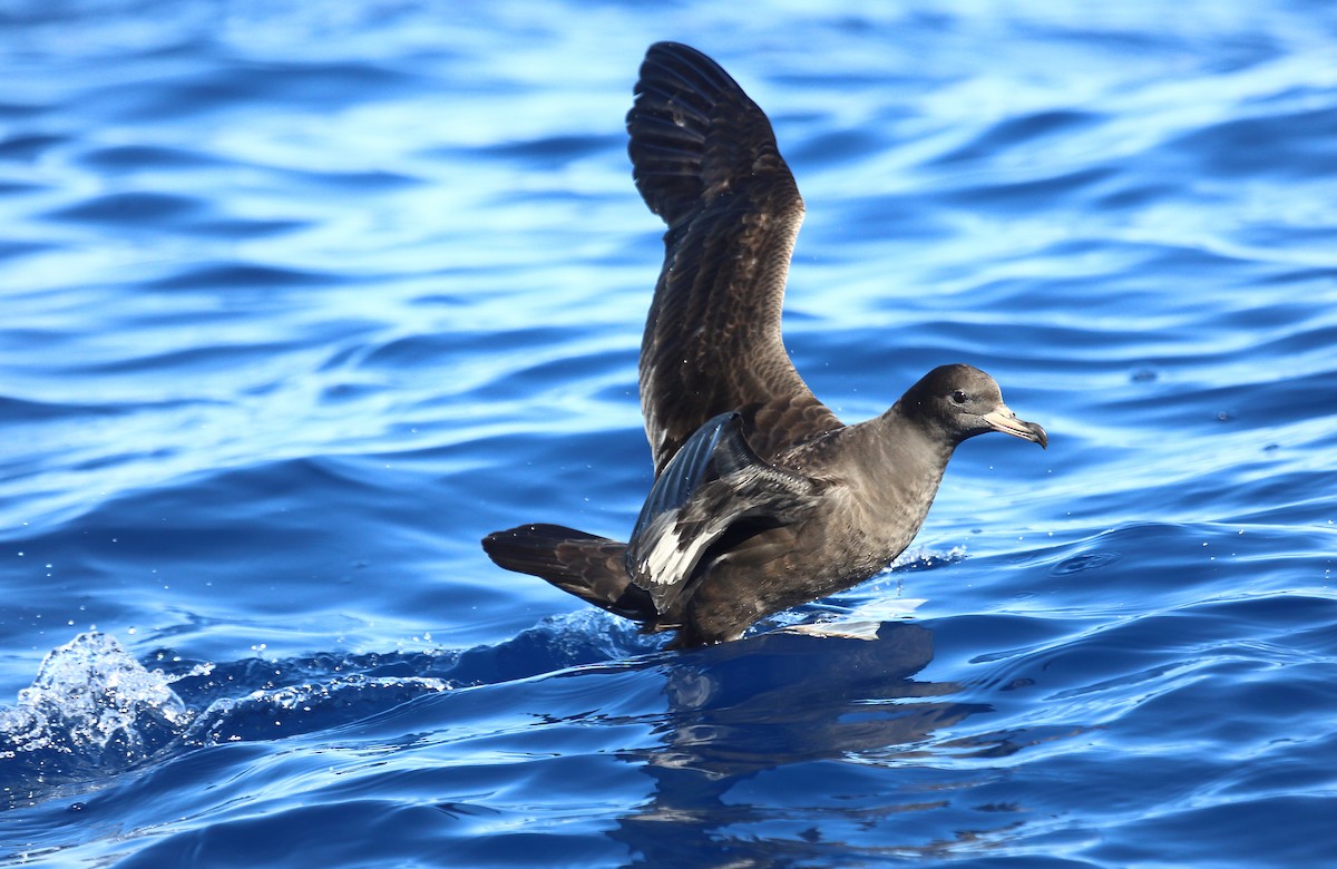 Flesh-footed Shearwater - ML373193191