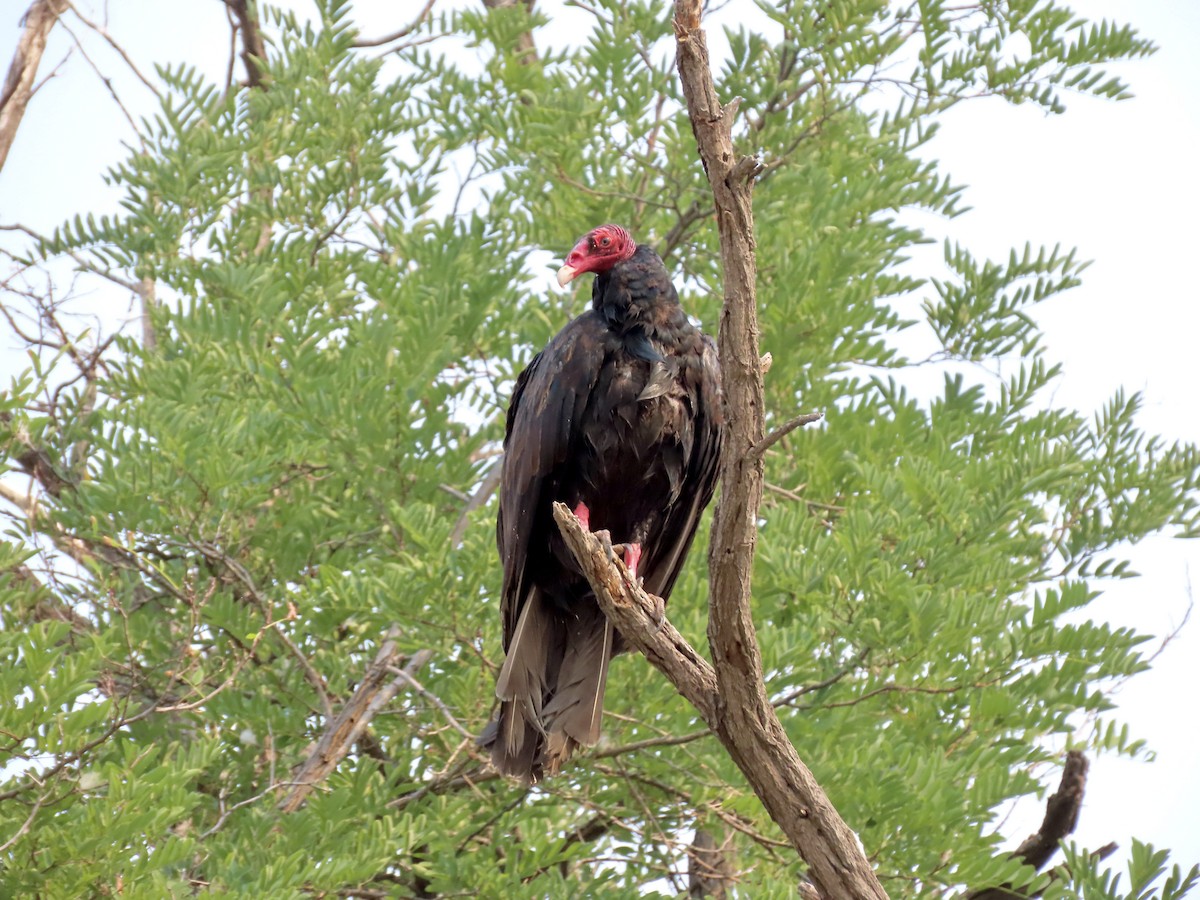 Turkey Vulture - Joseph Blowers