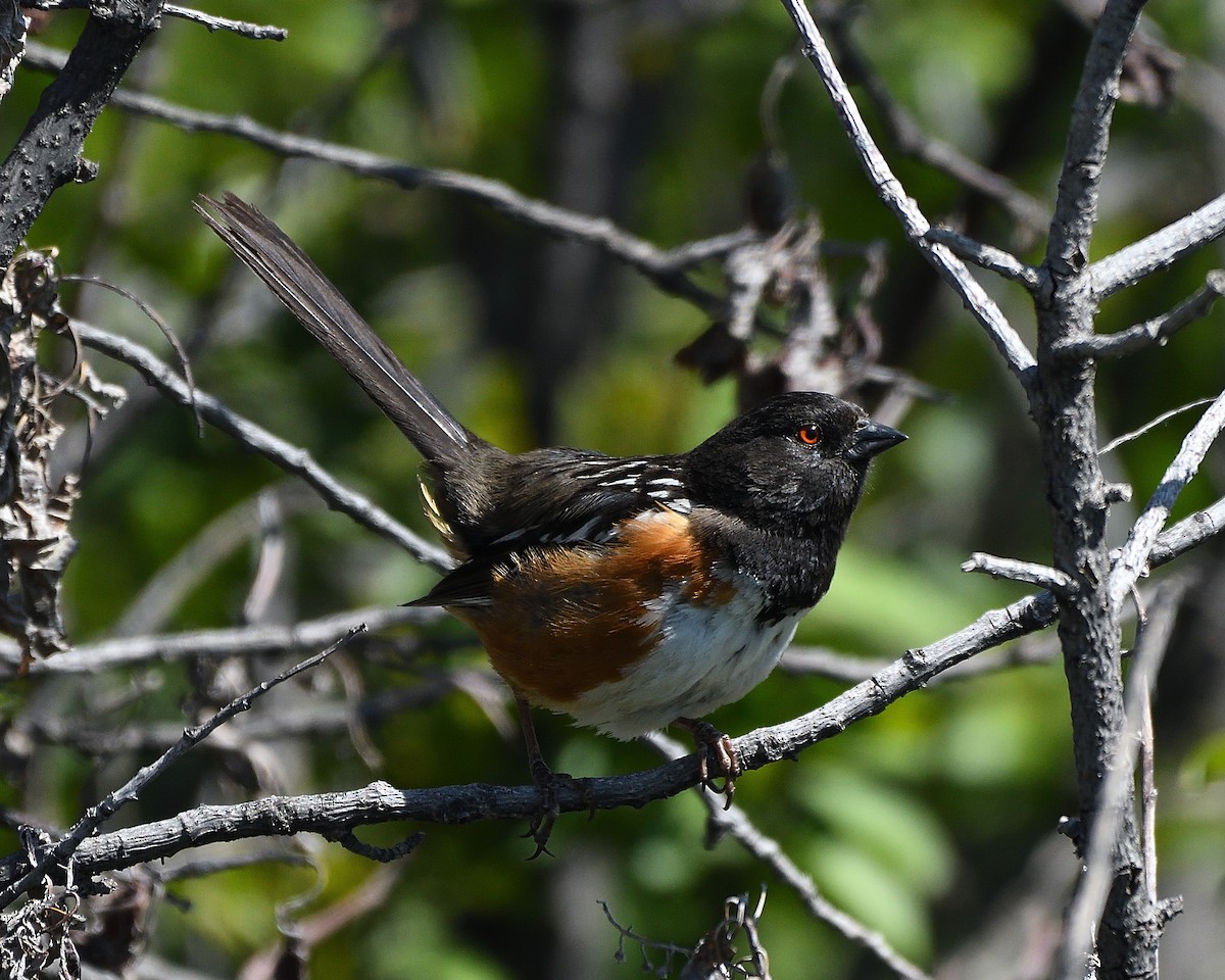 Spotted Towhee - ML373201641