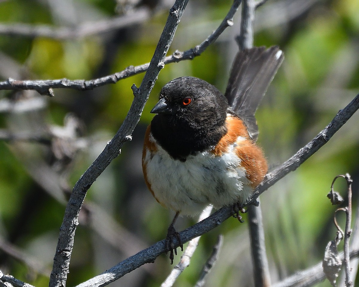 Spotted Towhee - ML373201651
