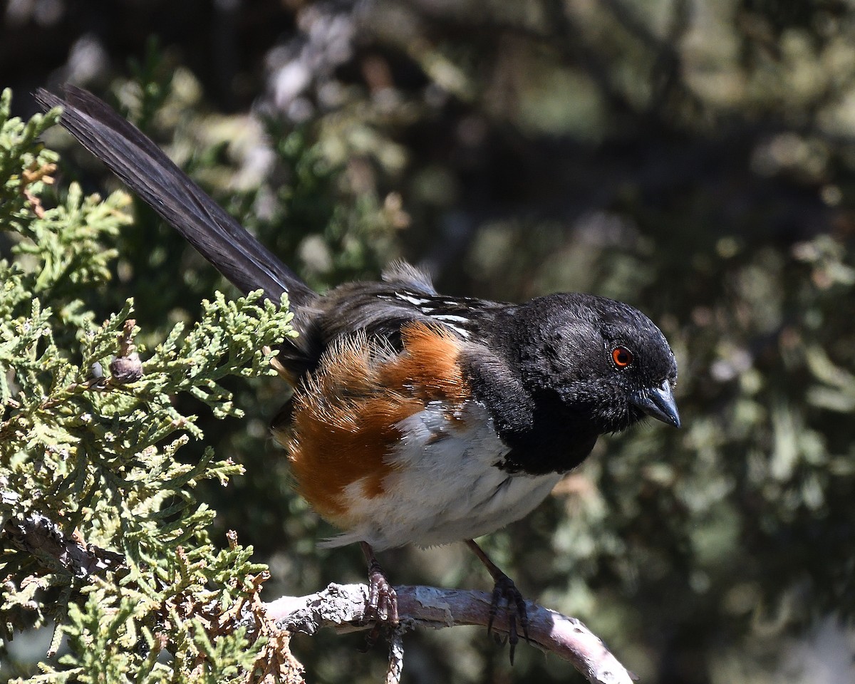 Spotted Towhee - ML373201661