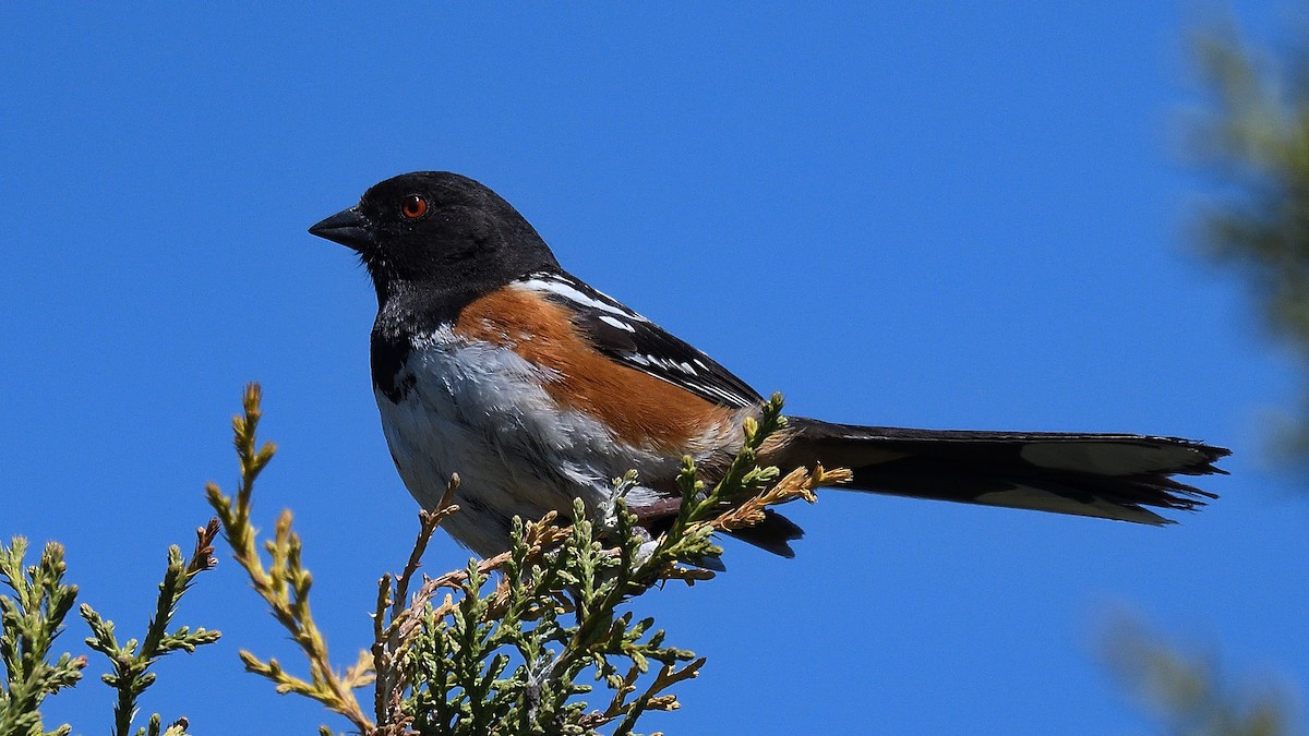 Spotted Towhee - ML373201671
