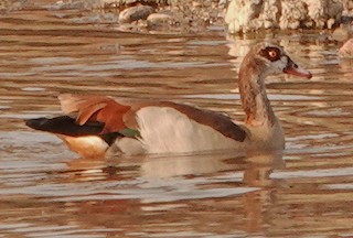 Egyptian Goose, ML373201781