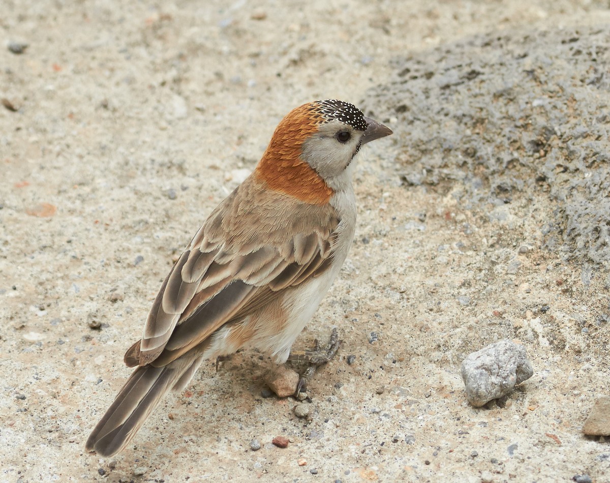 Speckle-fronted Weaver - ML37320381