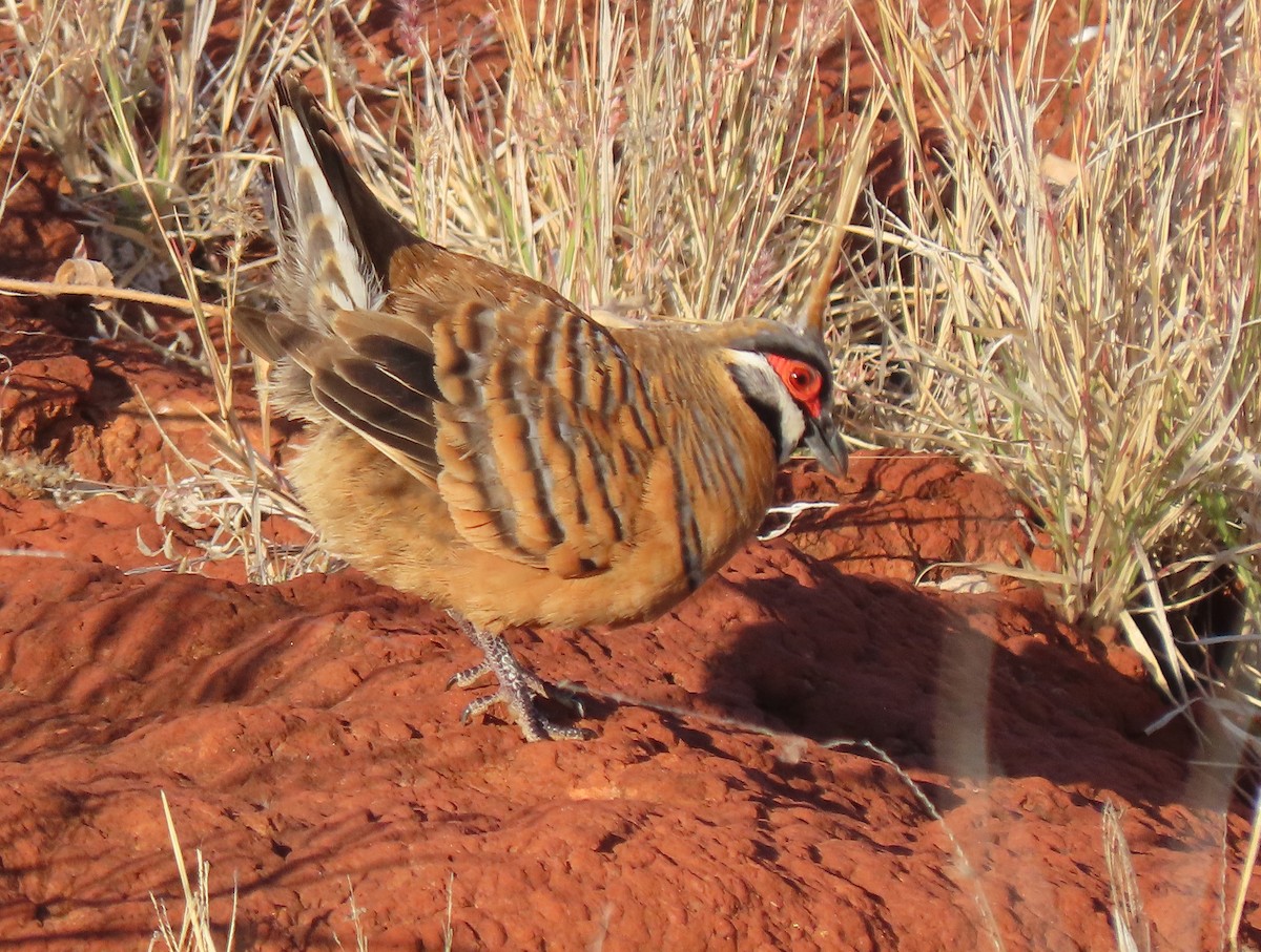 Spinifex Pigeon - ML373205021