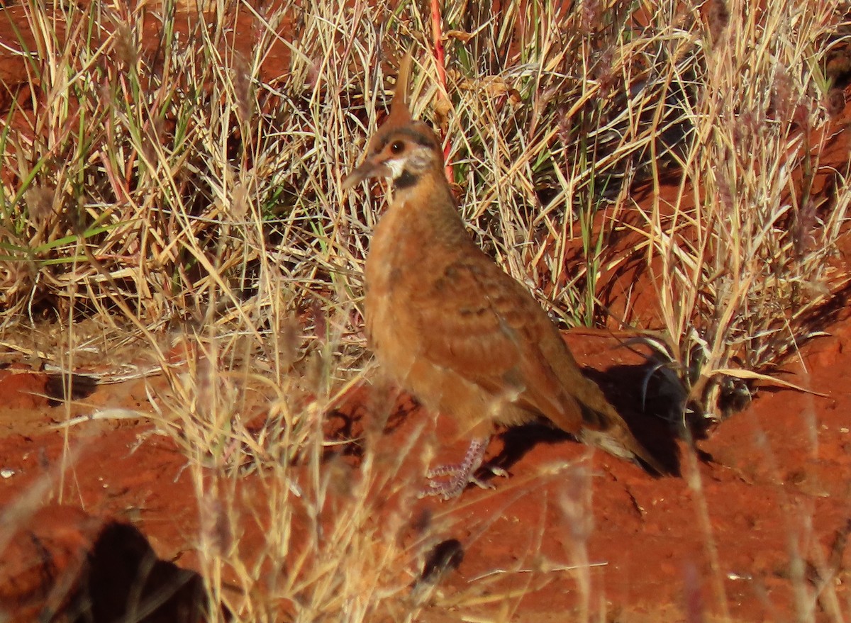 Spinifex Pigeon - ML373205071