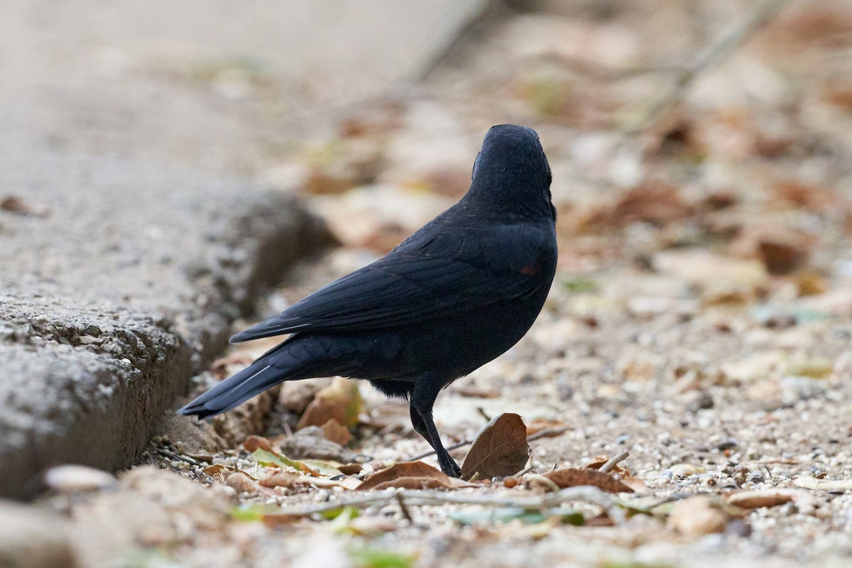 Red-winged Blackbird (California Bicolored) - ML373211861