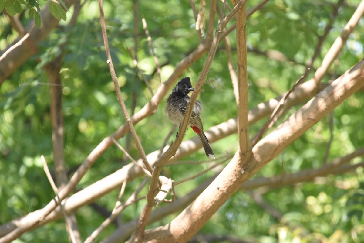 Red-vented Bulbul - ML373216751