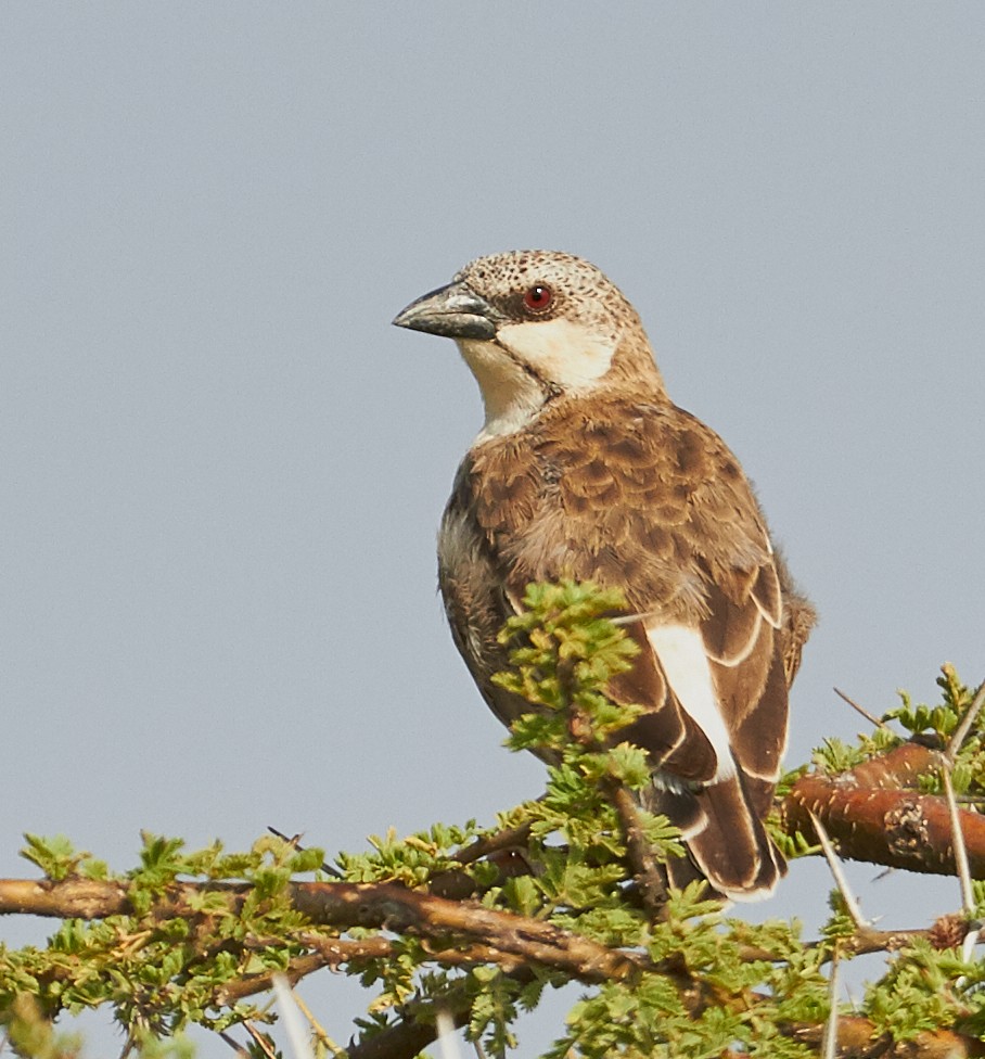 Donaldson Smith's Sparrow-Weaver - ML37321881