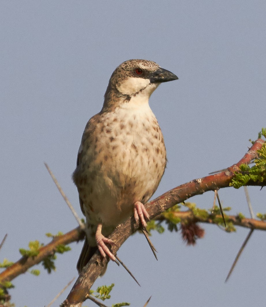 Donaldson Smith's Sparrow-Weaver - ML37321891