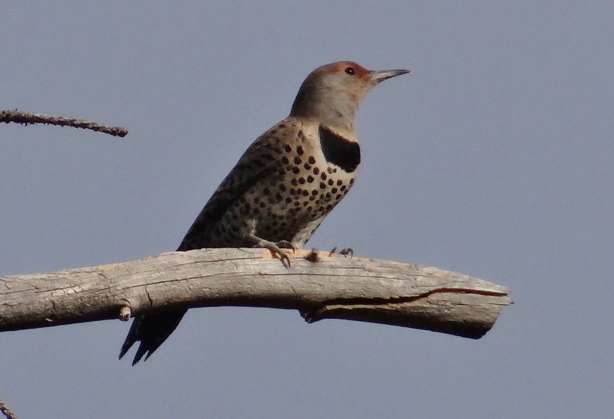 Northern Flicker (Red-shafted) - ML37322141