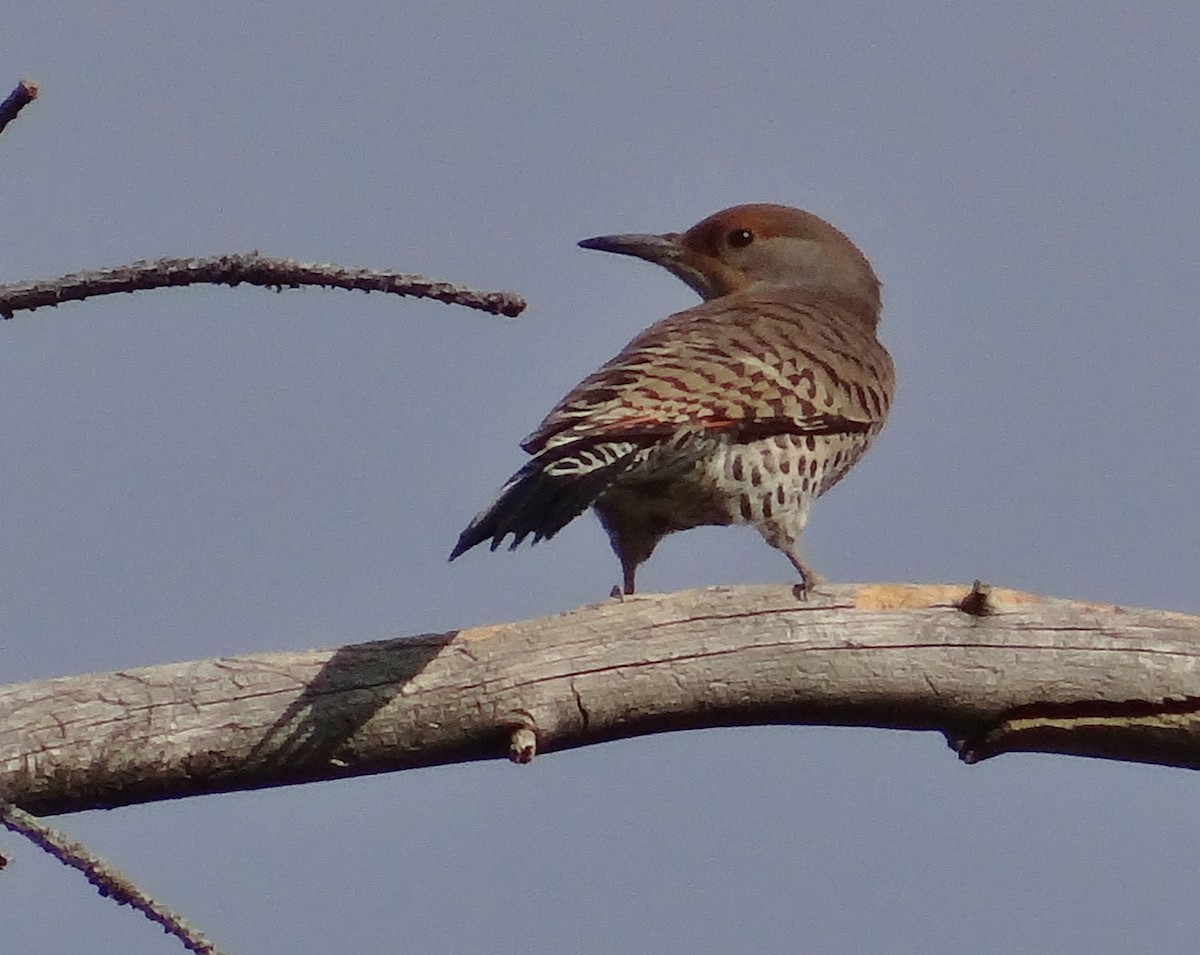 Northern Flicker (Red-shafted) - ML37322161