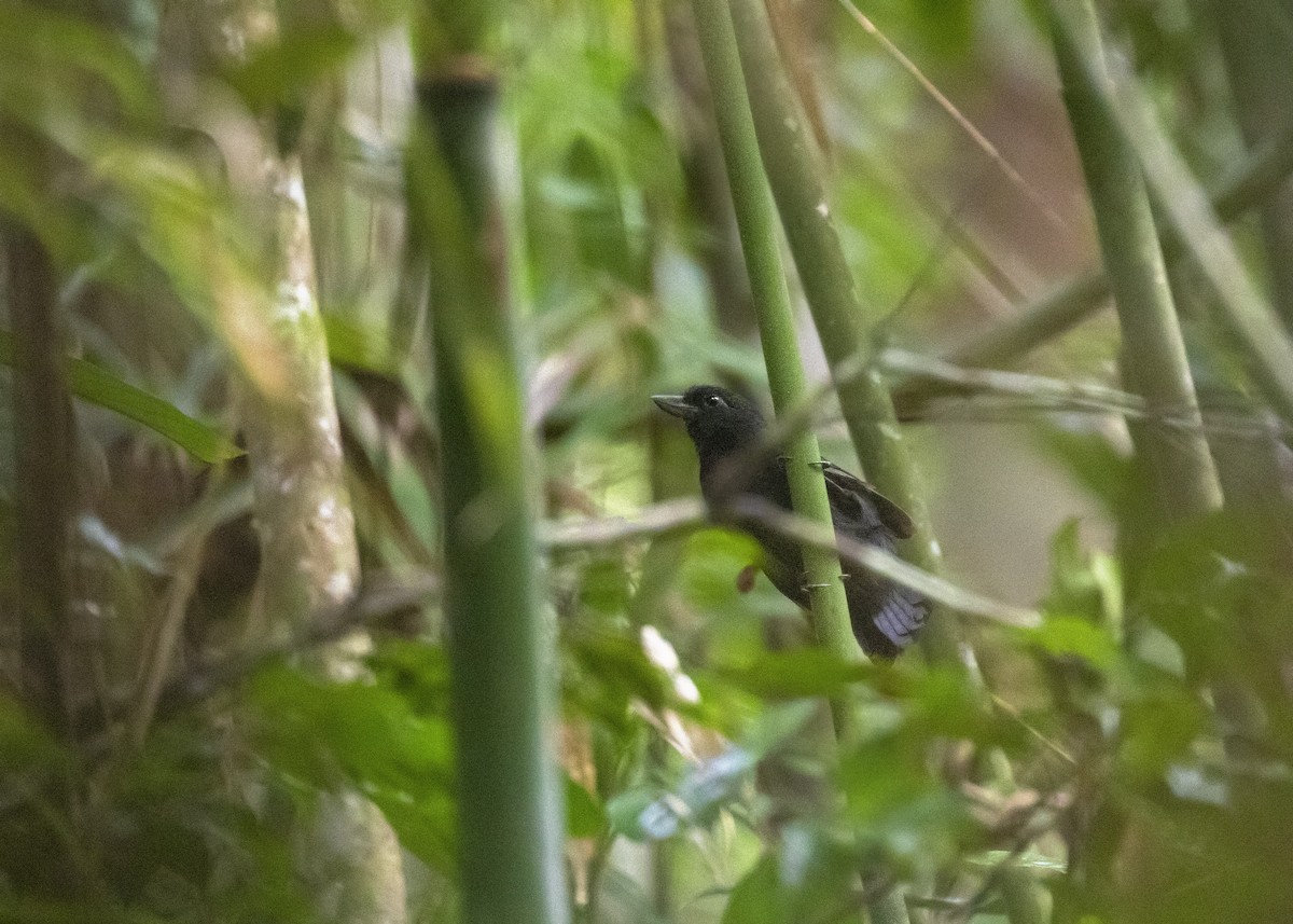 Rondonia Bushbird - ML373222521
