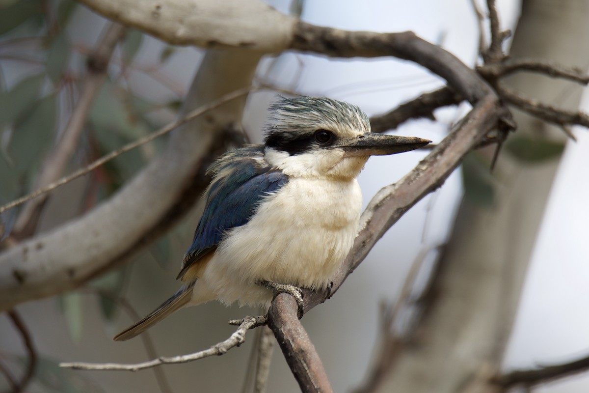 Red-backed Kingfisher - ML373224841
