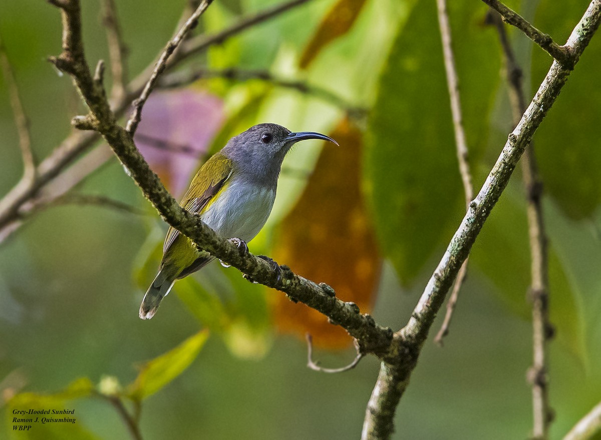 Gray-hooded Sunbird - Ramon Quisumbing