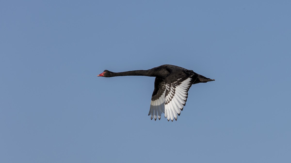 Black Swan - Graham Possingham