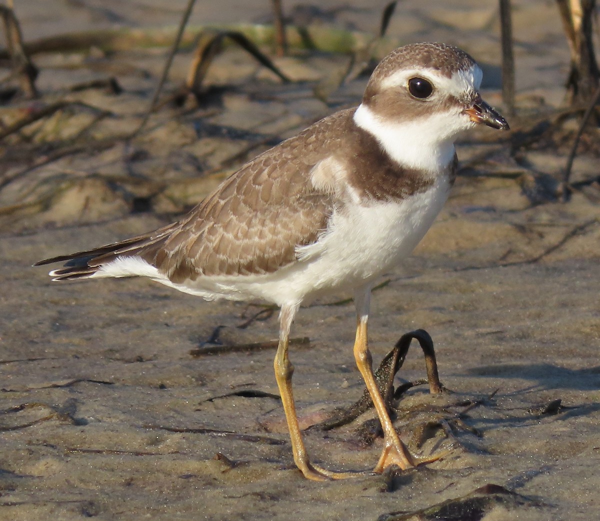 Semipalmated Plover - ML373237441