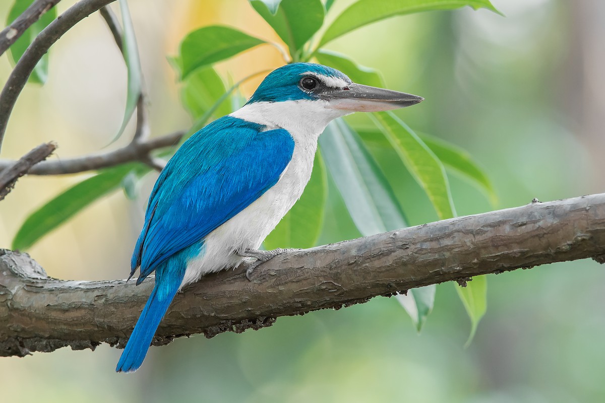Collared Kingfisher (Oriental) - Natthaphat Chotjuckdikul