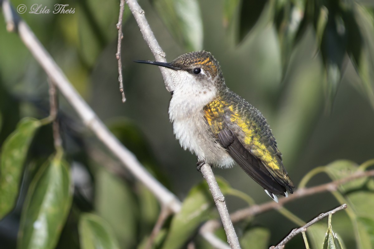 Ruby-throated Hummingbird - Lila Theis