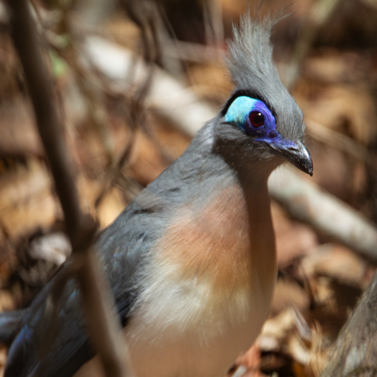 Crested Coua - ML373264171