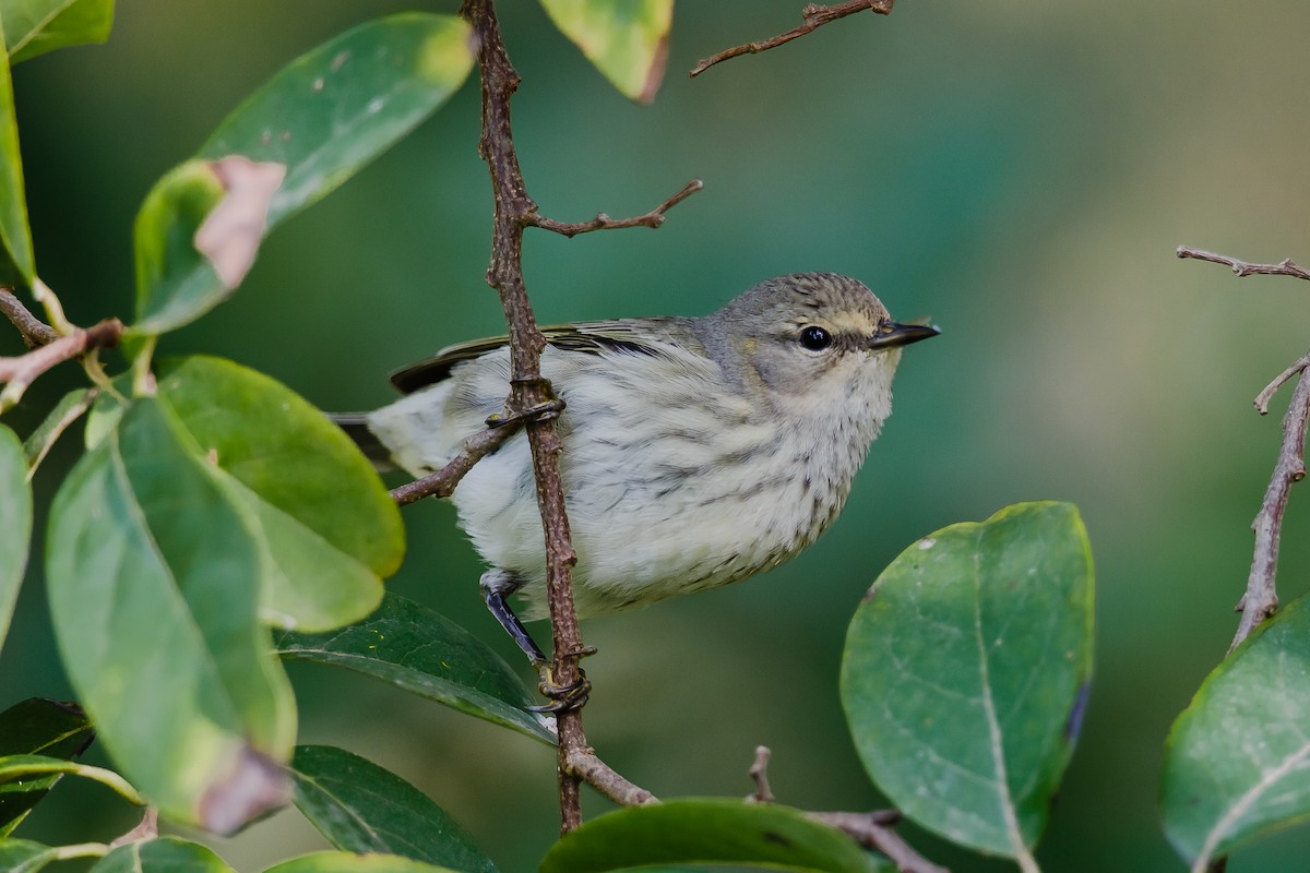 Cape May Warbler - ML37326421
