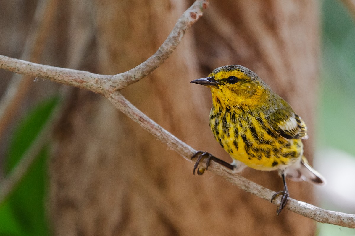 Cape May Warbler - ML37326431