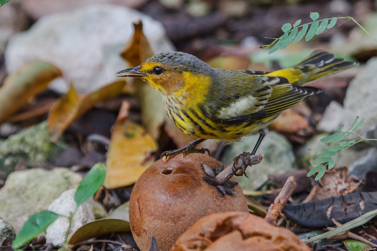 Cape May Warbler - ML37326481