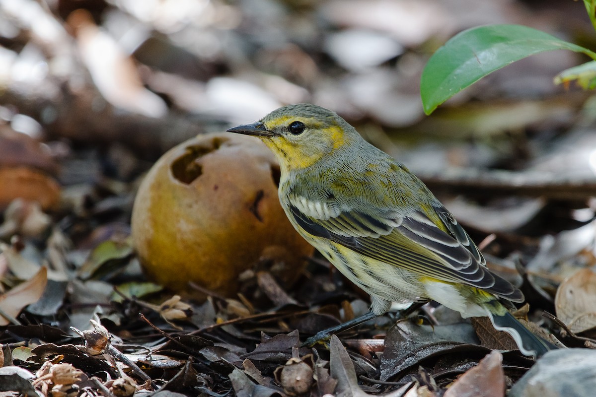 Cape May Warbler - ML37326501