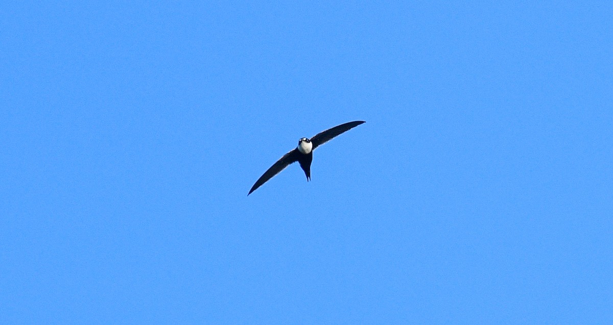 Lesser Swallow-tailed Swift - Beto Guido Méndez