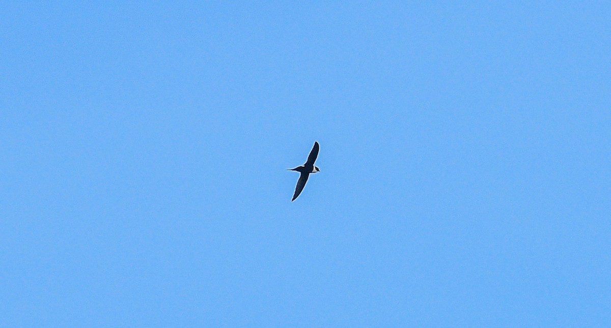 Lesser Swallow-tailed Swift - ML373266541