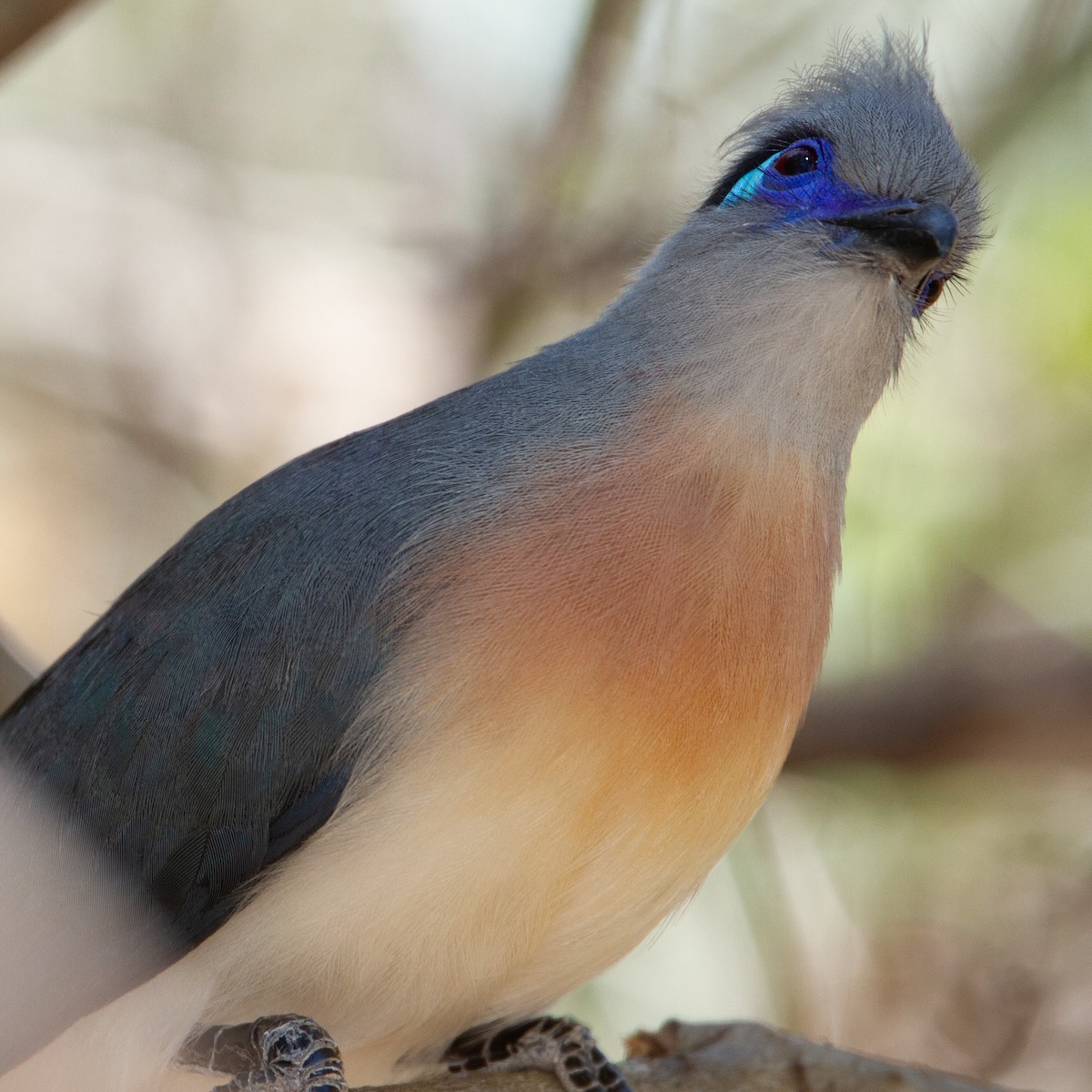 Crested Coua - ML373268981