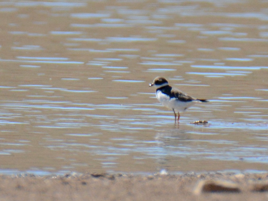 Common Ringed Plover - ML373273701