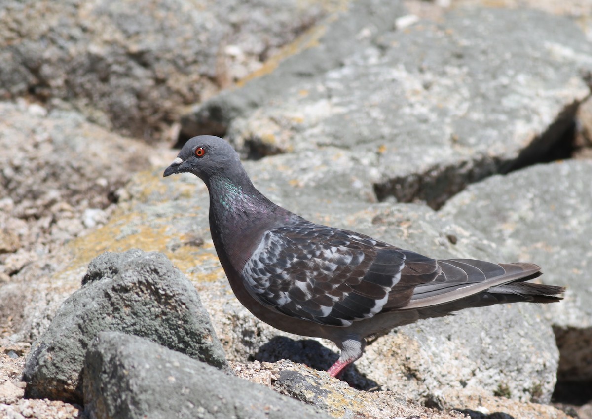 Rock Pigeon (Feral Pigeon) - Dan Maxwell