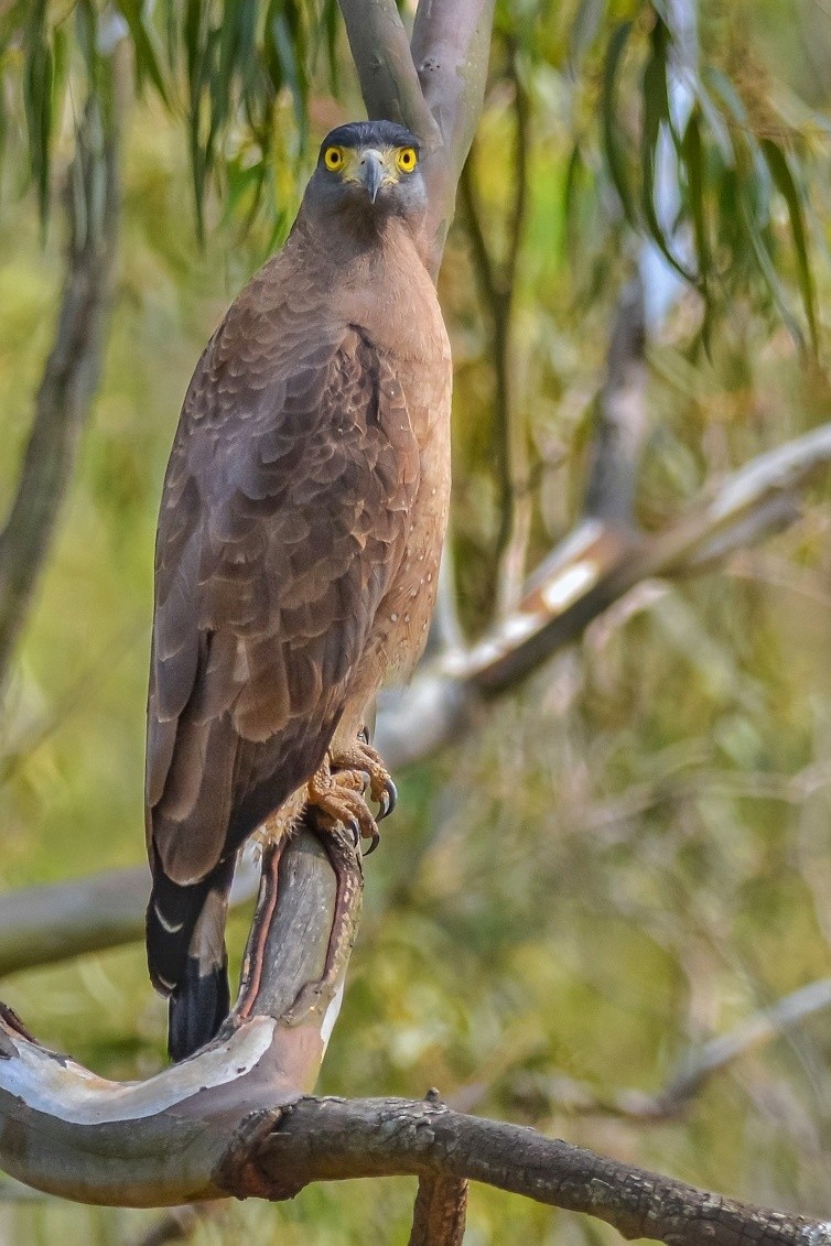 Crested Serpent-Eagle - ML373288761