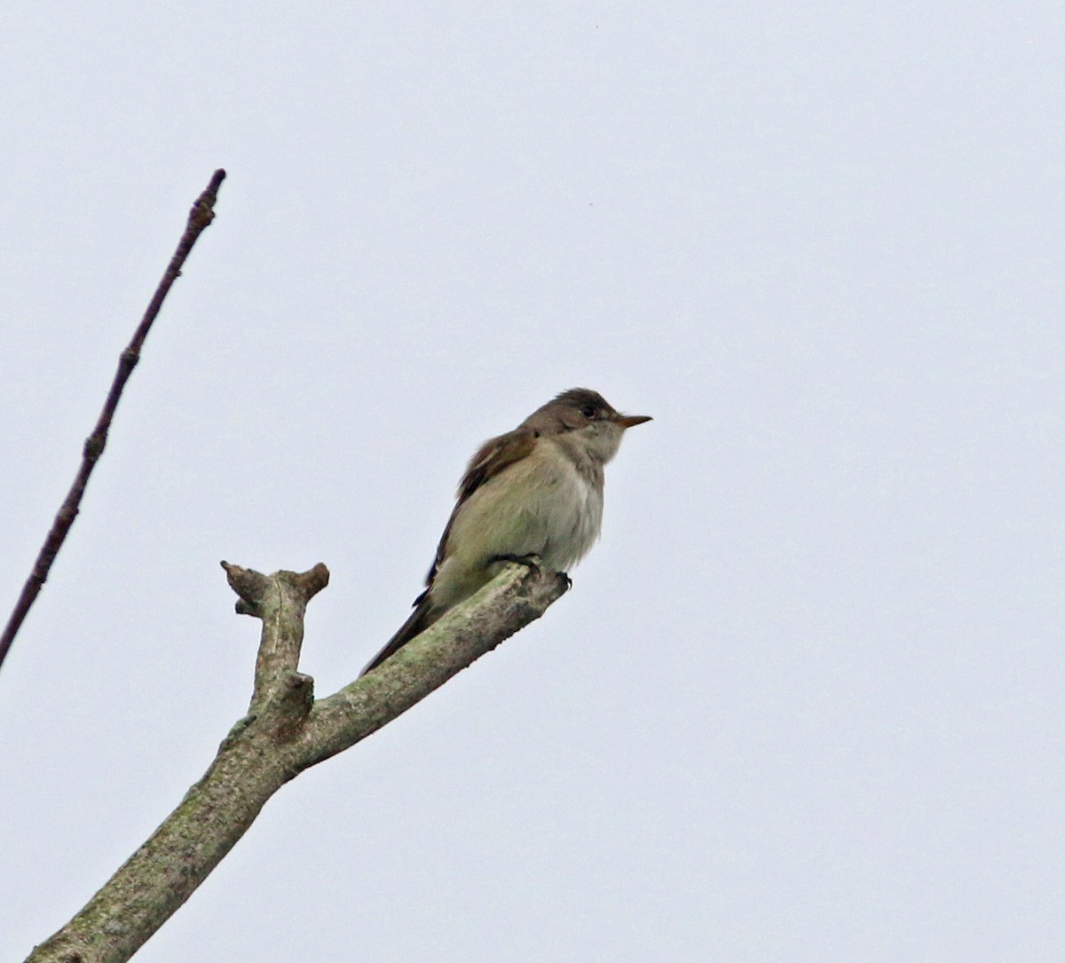 Willow Flycatcher - Beth Poole