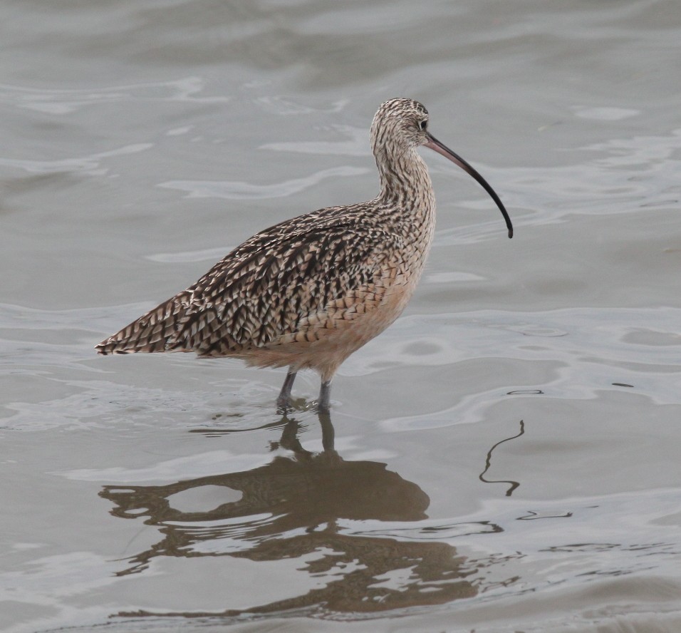 Long-billed Curlew - Larry Edwards