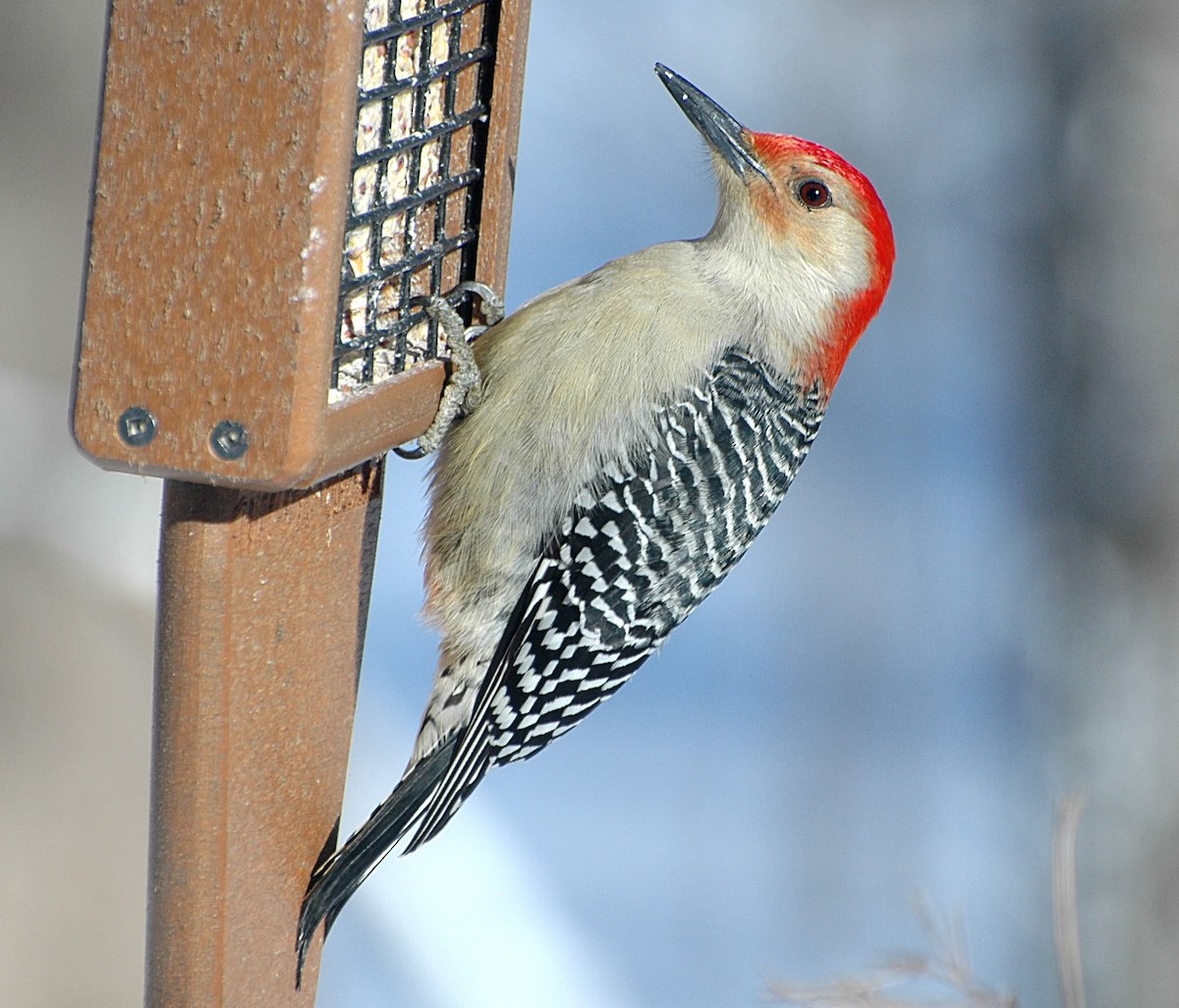 Red-bellied Woodpecker - Michael Topp
