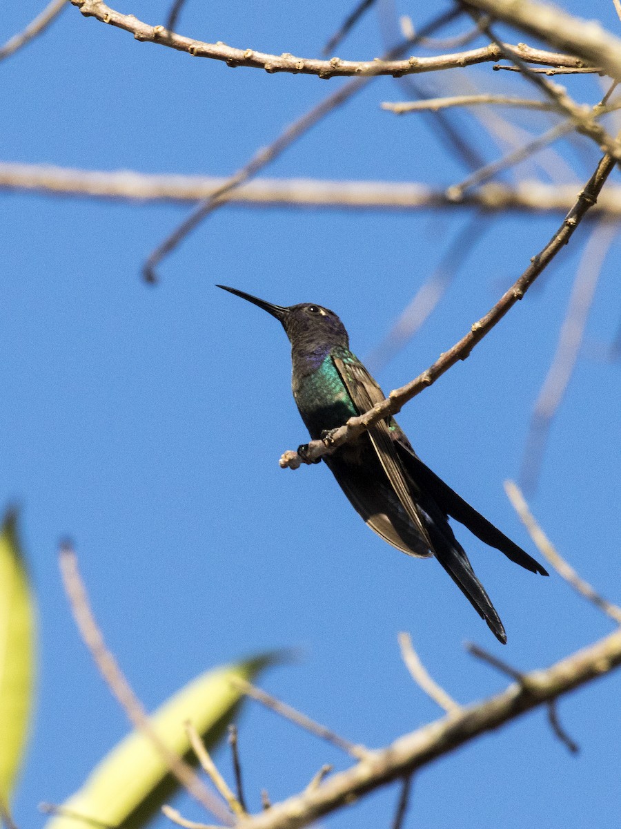 Swallow-tailed Hummingbird - ML373312911