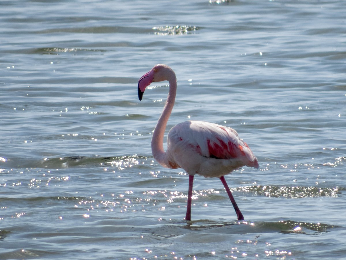 Greater Flamingo - ML373316621