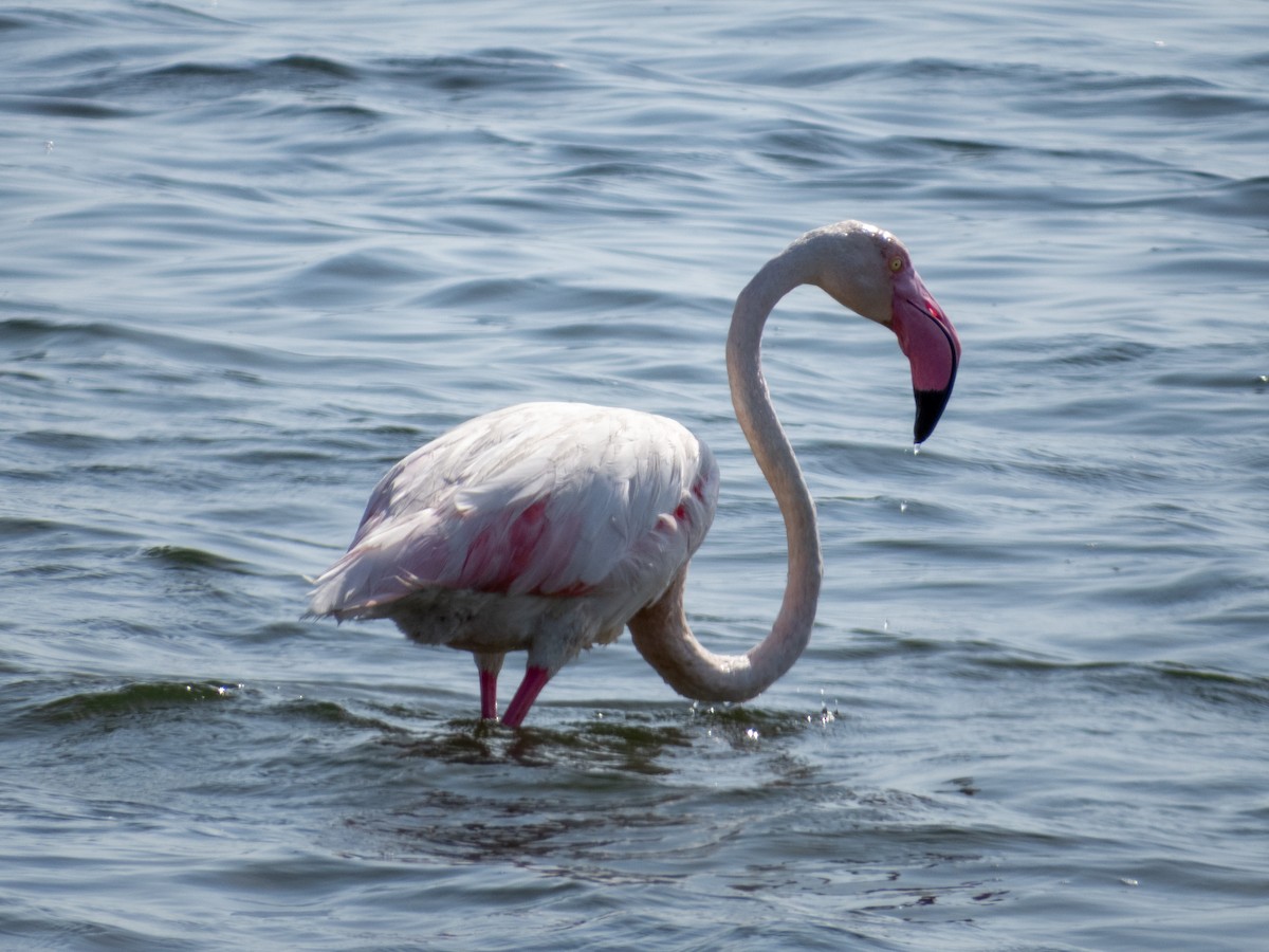 Greater Flamingo - ML373316641