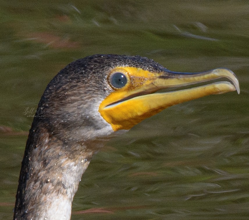 Double-crested Cormorant - Bill Chan
