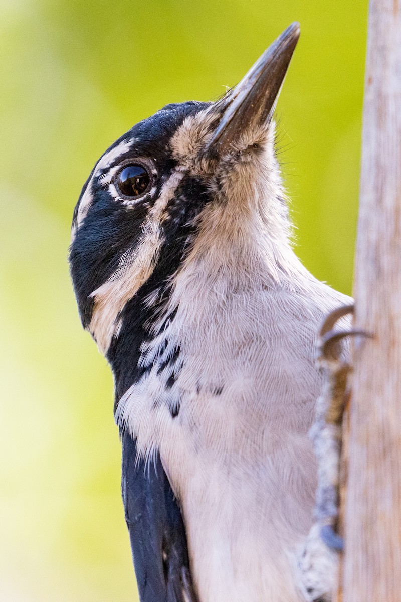 Hairy Woodpecker (Pacific) - Connor Cochrane