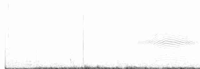 White-crested Tyrannulet (White-bellied) - ML373338421