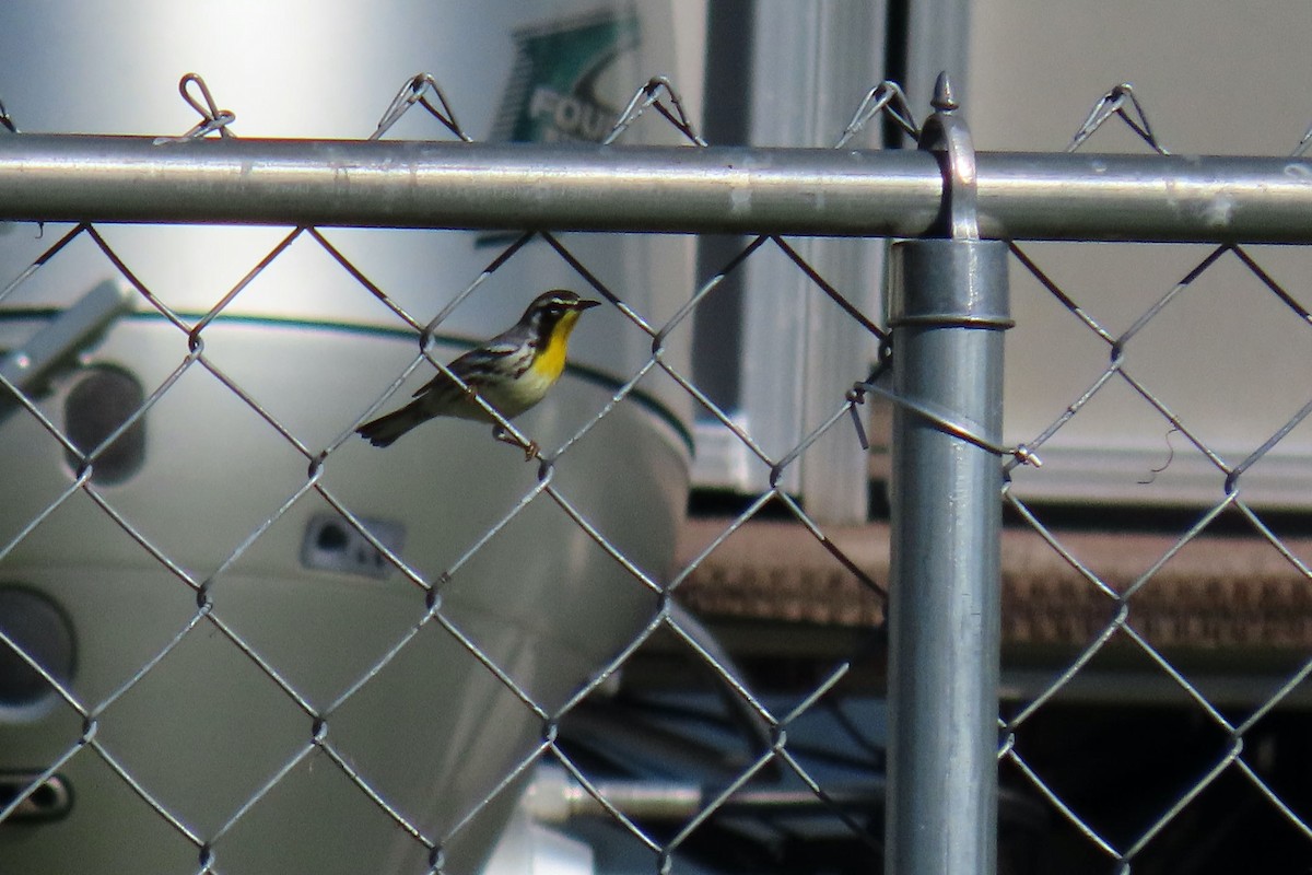 Yellow-throated Warbler - ML373340861