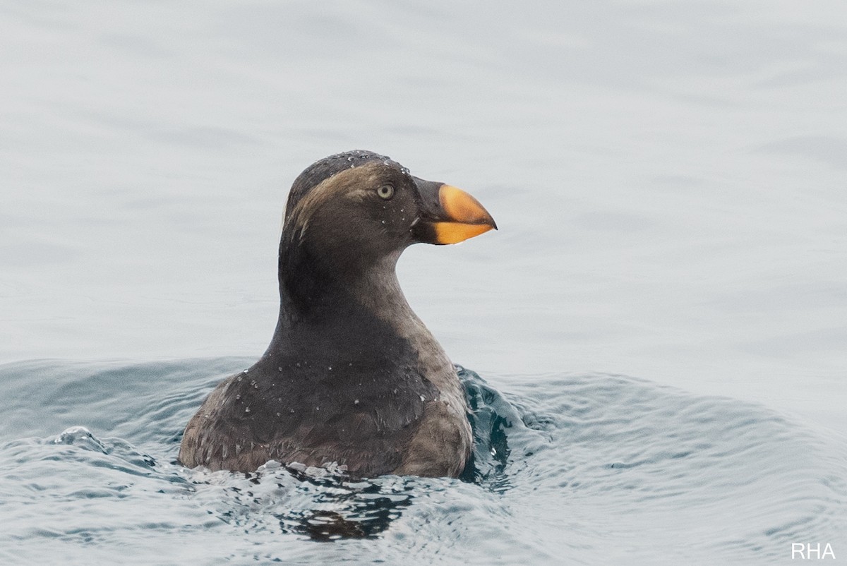 Tufted Puffin - Roger Adamson