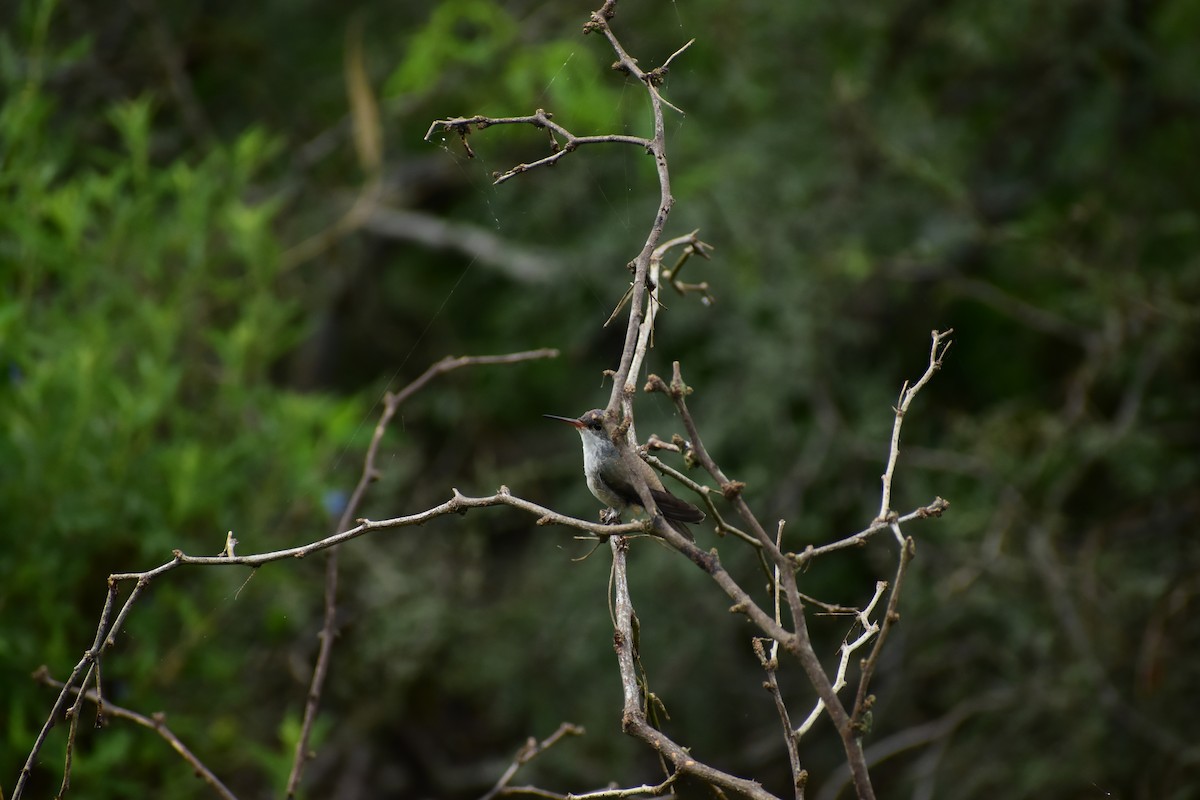 Violet-crowned Hummingbird - Miguel Ávila Álvarez