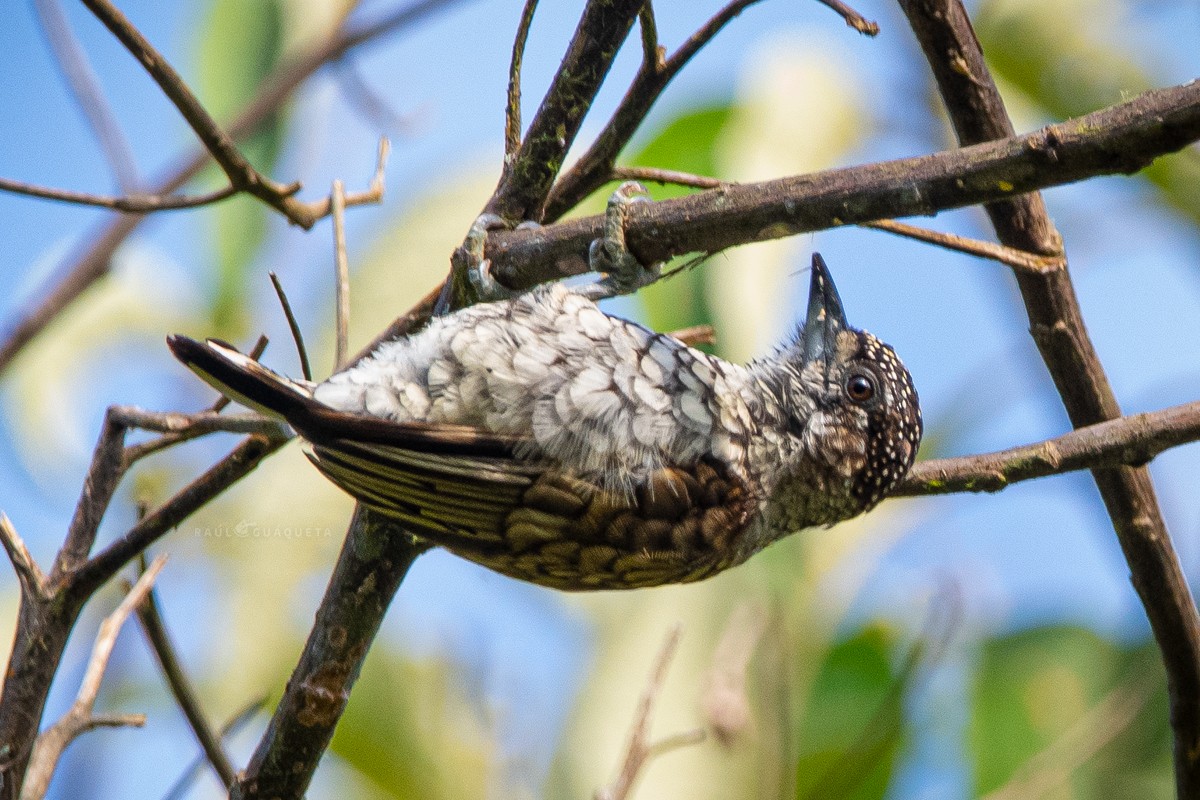 Scaled Piculet - ML373353801
