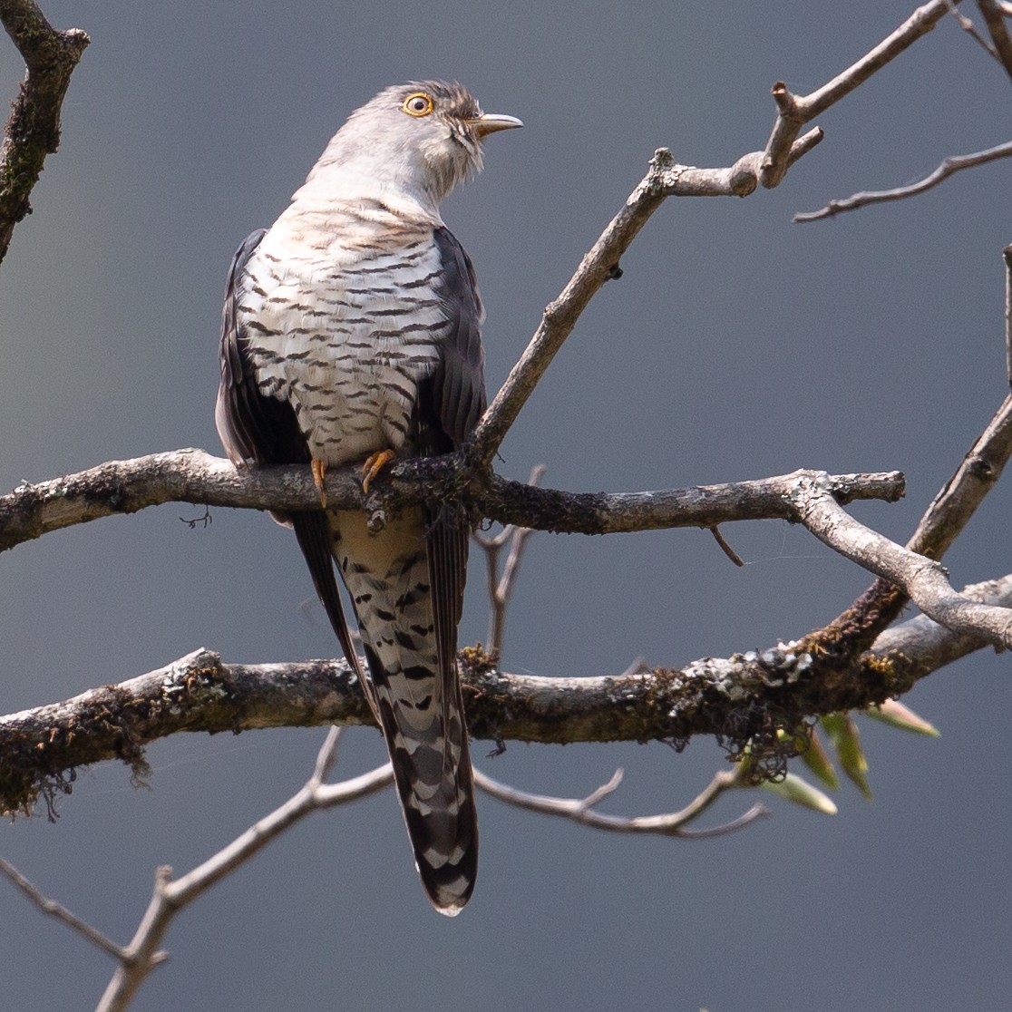 Himalayan Cuckoo - Werner Suter